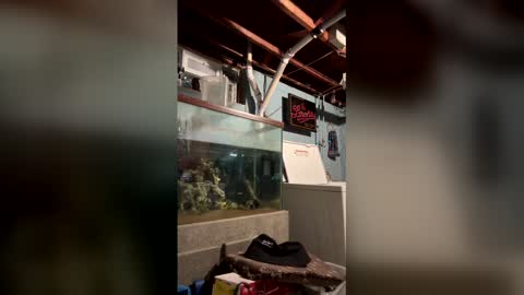 33adidas online show from 03.19.26