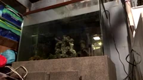 33adidas online show from 04.10.26