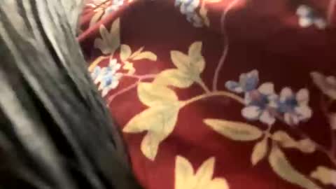 Snapshot of _catalina_linda_ok chatting on 10.26.25 _catalina_linda_ok online show from 10.26.25