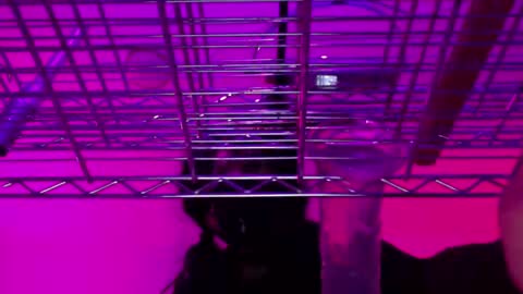 Natasha Diavolo online show from 12.25.24