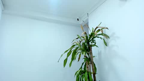 Alice online show from 10.24.25