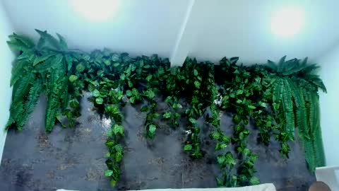 Alice online show from 11.24.25