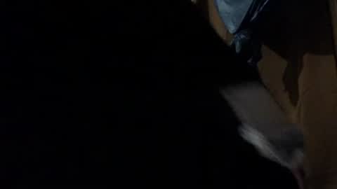 amileadivinestar0987 online show from 12.26.24