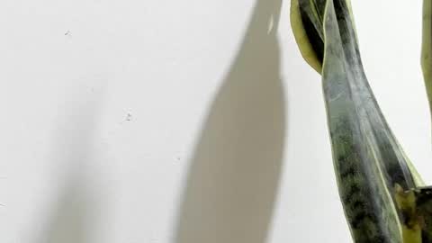 Snapshot of anapakerman chatting on 02.16.25 Ana Pakerman online show from 02.16.25