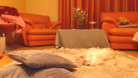 Andra online show from 12.13.25