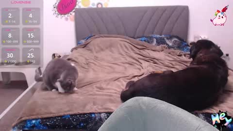 Anadirectgirl online show from 01.08.26