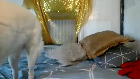 asianladyboy888 online show from 12.04.24