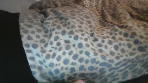 Snapshot of aussiecockpumper76 chatting on 03.04.25 Aussiecockpumper76 online show from 03.04.25