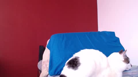 bayonette_black online show from 01.10.25