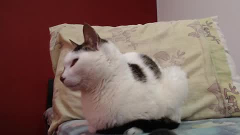 bayonette_black online show from 02.03.25