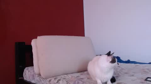 bayonette_black online show from 09.20.25