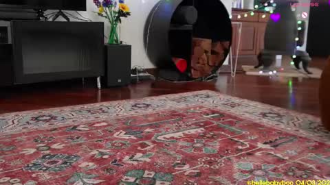 BELLE   online show from 03.04.25