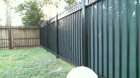 Blue online show from 03.05.26