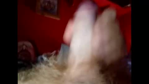 bonzoband online show from 12.20.24