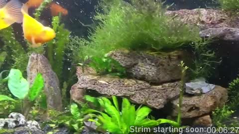 Booker Baxton online show from 12.03.24