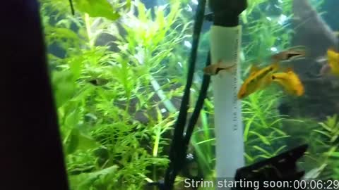 Booker Baxton online show from 02.08.25