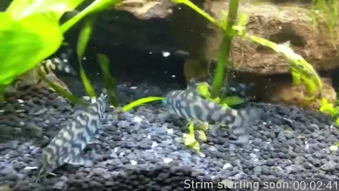 Booker Baxton online show from 03.06.25