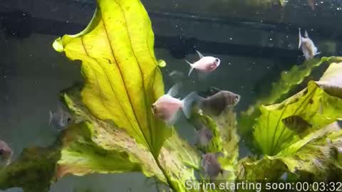 Booker Baxton online show from 10.15.25