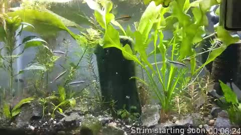 Booker Baxton online show from 11.09.25