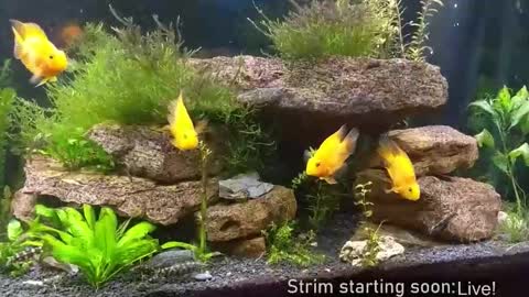 Booker Baxton online show from 11.19.25