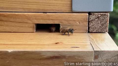 Booker Baxton online show from 03.13.26