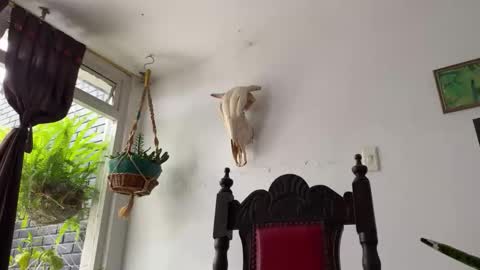  Camille   online show from 10.31.25