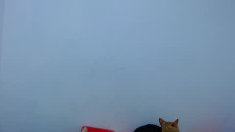 carolina_zabala_19 online show from 05.14.26