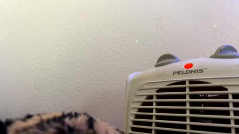 Snapshot of casidy1 chatting on 02.28.25 casidy1 online show from 02.28.25