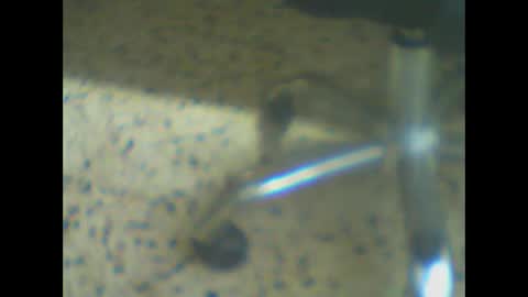 Snapshot of castells chatting on 03.24.26 castells online show from 03.24.26