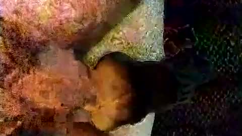 catdaddy179057 online show from 03.06.26