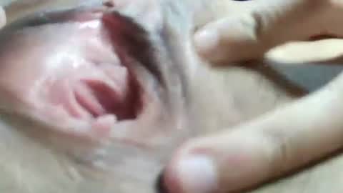 celestestephan online show from 01.31.25