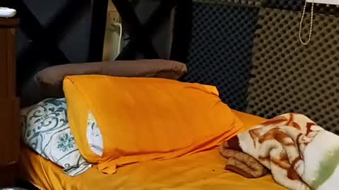 cezar online show from 09.18.25