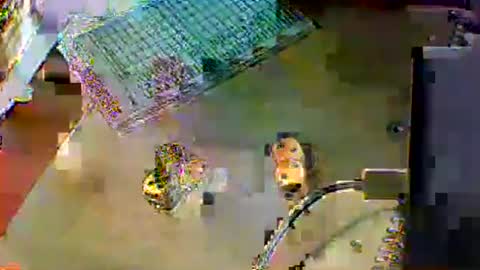 Snapshot of chubbyboy1986 chatting on 10.17.25 chubbyboy1986 online show from 10.17.25