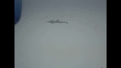 cornxcunt online show from 02.17.26