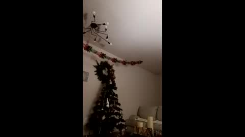 Bella online show from 12.23.25