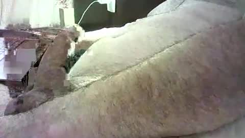 cv79brctba online show from 10.29.25