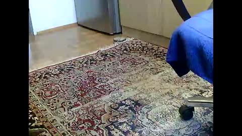 Snapshot of dammerl6 chatting on 12.05.24 Dammerl online show from 12.05.24