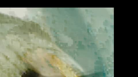 Snapshot of dankshepp chatting on 01.19.26 dandeb online show from 01.19.26