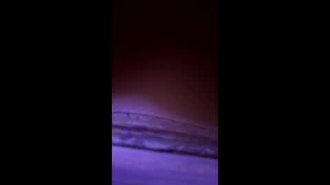 divorcedsissyhusband online show from 03.23.26