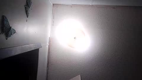 dixonbird41 online show from 03.10.26