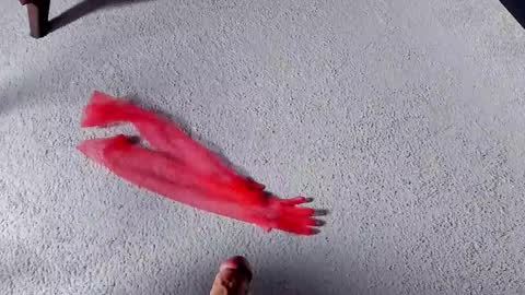 Dorothy Next stream on Monday at 3am-9am online show from 03.27.26