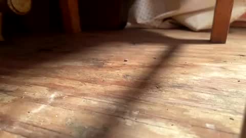 Snapshot of ehproject chatting on 11.01.25 ehproject online show from 11.01.25