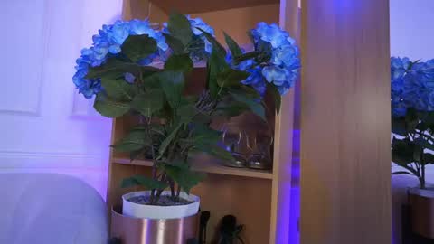 Elasummeer online show from 02.04.26