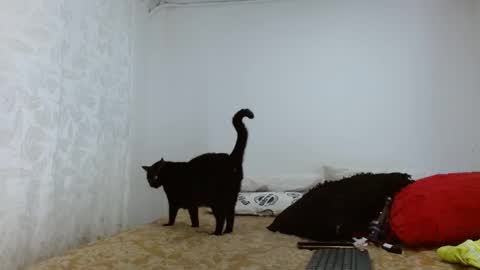 Snapshot of elektratattoo chatting on 09.20.25 elektra online show from 09.20.25