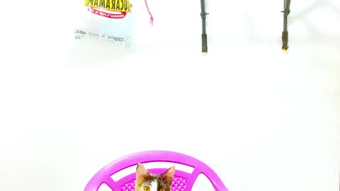 Diana online show from 12.02.24