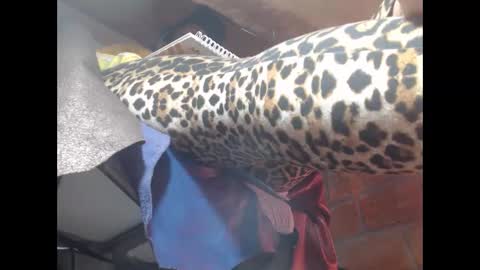 Eskela911 online show from 03.23.26