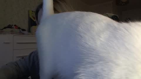 Arisha online show from 11.06.25