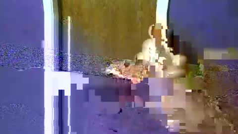 flex480 online show from 02.17.26