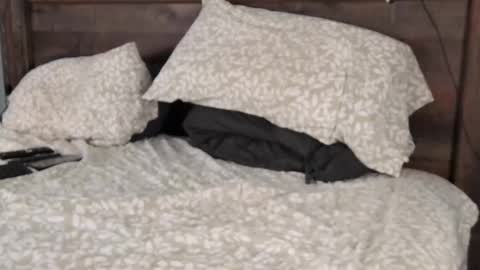 FloridaBearLive online show from 02.22.25