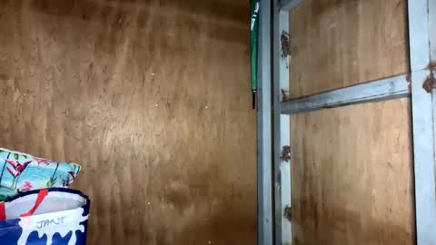 fvckingscarlet online show from 11.23.25